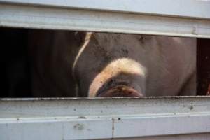 Pig inside of Transport Truck - Photos taken at vigil at Benalla, where pigs were seen being unloaded from a transport truck into the slaughterhouse, one of the pig slaughterhouses which use carbon dioxide stunning in Victoria. - Captured at Benalla Abattoir, Benalla VIC Australia.