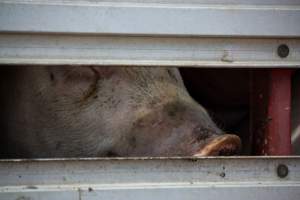 Pig inside of Transport Truck - Photos taken at vigil at Benalla, where pigs were seen being unloaded from a transport truck into the slaughterhouse, one of the pig slaughterhouses which use carbon dioxide stunning in Victoria. - Captured at Benalla Abattoir, Benalla VIC Australia.