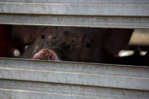 Pig inside of Transport Truck - Photos taken at vigil at Benalla, where pigs were seen being unloaded from a transport truck into the slaughterhouse, one of the pig slaughterhouses which use carbon dioxide stunning in Victoria. - Captured at Benalla Abattoir, Benalla VIC Australia.