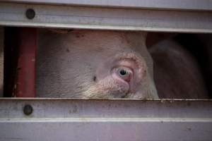 Pig inside of Transport Truck - Photos taken at vigil at Benalla, where pigs were seen being unloaded from a transport truck into the slaughterhouse, one of the pig slaughterhouses which use carbon dioxide stunning in Victoria. - Captured at Benalla Abattoir, Benalla VIC Australia.