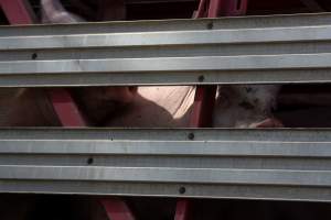 Pigs inside of Transport Truck - Photos taken at vigil at Benalla, where pigs were seen being unloaded from a transport truck into the slaughterhouse, one of the pig slaughterhouses which use carbon dioxide stunning in Victoria. - Captured at Benalla Abattoir, Benalla VIC Australia.