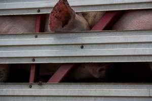 Pig inside of Transport Truck - Photos taken at vigil at Benalla, where pigs were seen being unloaded from a transport truck into the slaughterhouse, one of the pig slaughterhouses which use carbon dioxide stunning in Victoria. - Captured at Benalla Abattoir, Benalla VIC Australia.