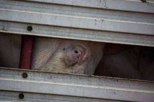 Pig inside of Transport Truck - Photos taken at vigil at Benalla, where pigs were seen being unloaded from a transport truck into the slaughterhouse, one of the pig slaughterhouses which use carbon dioxide stunning in Victoria. - Captured at Benalla Abattoir, Benalla VIC Australia.