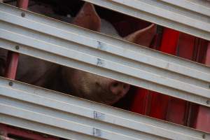 Pig inside of Transport Truck - Photos taken at vigil at Benalla, where pigs were seen being unloaded from a transport truck into the slaughterhouse, one of the pig slaughterhouses which use carbon dioxide stunning in Victoria. - Captured at Benalla Abattoir, Benalla VIC Australia.