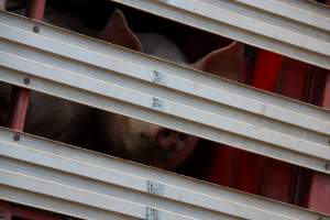 Pig inside of Transport Truck - Photos taken at vigil at Benalla, where pigs were seen being unloaded from a transport truck into the slaughterhouse, one of the pig slaughterhouses which use carbon dioxide stunning in Victoria. - Captured at Benalla Abattoir, Benalla VIC Australia.