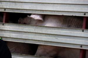 Pig inside of Transport Truck - Photos taken at vigil at Benalla, where pigs were seen being unloaded from a transport truck into the slaughterhouse, one of the pig slaughterhouses which use carbon dioxide stunning in Victoria. - Captured at Benalla Abattoir, Benalla VIC Australia.