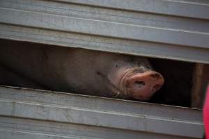 Pig inside of Transport Truck - Photos taken at vigil at Benalla, where pigs were seen being unloaded from a transport truck into the slaughterhouse, one of the pig slaughterhouses which use carbon dioxide stunning in Victoria. - Captured at Benalla Abattoir, Benalla VIC Australia.