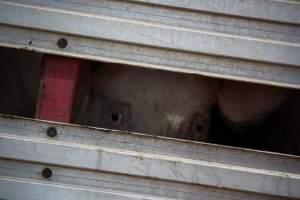 Pig inside of Transport Truck - Photos taken at vigil at Benalla, where pigs were seen being unloaded from a transport truck into the slaughterhouse, one of the pig slaughterhouses which use carbon dioxide stunning in Victoria. - Captured at Benalla Abattoir, Benalla VIC Australia.