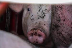 Pig inside of Transport Truck - Photos taken at vigil at Benalla, where pigs were seen being unloaded from a transport truck into the slaughterhouse, one of the pig slaughterhouses which use carbon dioxide stunning in Victoria. - Captured at Benalla Abattoir, Benalla VIC Australia.