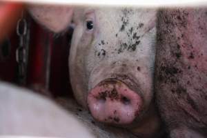 Pig inside of Transport Truck - Photos taken at vigil at Benalla, where pigs were seen being unloaded from a transport truck into the slaughterhouse, one of the pig slaughterhouses which use carbon dioxide stunning in Victoria. - Captured at Benalla Abattoir, Benalla VIC Australia.