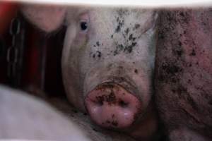 Pig inside of Transport Truck - Photos taken at vigil at Benalla, where pigs were seen being unloaded from a transport truck into the slaughterhouse, one of the pig slaughterhouses which use carbon dioxide stunning in Victoria. - Captured at Benalla Abattoir, Benalla VIC Australia.