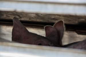 Pig inside of Transport Truck - Photos taken at vigil at Benalla, where pigs were seen being unloaded from a transport truck into the slaughterhouse, one of the pig slaughterhouses which use carbon dioxide stunning in Victoria. - Captured at Benalla Abattoir, Benalla VIC Australia.