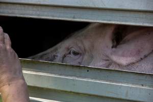 Pig inside of Transport Truck - Photos taken at vigil at Benalla, where pigs were seen being unloaded from a transport truck into the slaughterhouse, one of the pig slaughterhouses which use carbon dioxide stunning in Victoria. - Captured at Benalla Abattoir, Benalla VIC Australia.