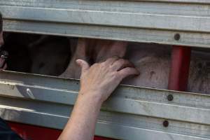 Pig inside of Transport Truck - Photos taken at vigil at Benalla, where pigs were seen being unloaded from a transport truck into the slaughterhouse, one of the pig slaughterhouses which use carbon dioxide stunning in Victoria. - Captured at Benalla Abattoir, Benalla VIC Australia.