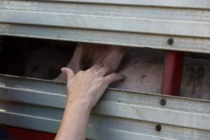 Pig inside of Transport Truck - Photos taken at vigil at Benalla, where pigs were seen being unloaded from a transport truck into the slaughterhouse, one of the pig slaughterhouses which use carbon dioxide stunning in Victoria. - Captured at Benalla Abattoir, Benalla VIC Australia.