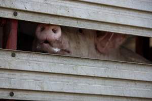 Pig inside of Transport Truck - Photos taken at vigil at Benalla, where pigs were seen being unloaded from a transport truck into the slaughterhouse, one of the pig slaughterhouses which use carbon dioxide stunning in Victoria. - Captured at Benalla Abattoir, Benalla VIC Australia.