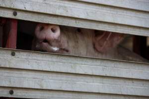 Pig inside of Transport Truck - Photos taken at vigil at Benalla, where pigs were seen being unloaded from a transport truck into the slaughterhouse, one of the pig slaughterhouses which use carbon dioxide stunning in Victoria. - Captured at Benalla Abattoir, Benalla VIC Australia.