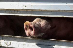 Pig inside of Transport Truck - Photos taken at vigil at Benalla, where pigs were seen being unloaded from a transport truck into the slaughterhouse, one of the pig slaughterhouses which use carbon dioxide stunning in Victoria. - Captured at Benalla Abattoir, Benalla VIC Australia.