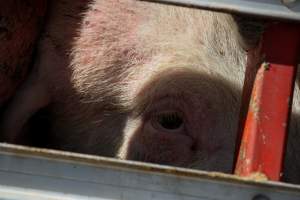 Pig inside of Transport Truck - Photos taken at vigil at Benalla, where pigs were seen being unloaded from a transport truck into the slaughterhouse, one of the pig slaughterhouses which use carbon dioxide stunning in Victoria. - Captured at Benalla Abattoir, Benalla VIC Australia.