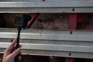 Activist Filming Pigs - Photos taken at vigil at Benalla, where pigs were seen being unloaded from a transport truck into the slaughterhouse, one of the pig slaughterhouses which use carbon dioxide stunning in Victoria. - Captured at Benalla Abattoir, Benalla VIC Australia.