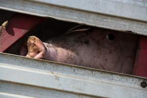 Pig inside of Transport Truck - Photos taken at vigil at Benalla, where pigs were seen being unloaded from a transport truck into the slaughterhouse, one of the pig slaughterhouses which use carbon dioxide stunning in Victoria. - Captured at Benalla Abattoir, Benalla VIC Australia.