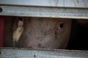 Pig inside of Transport Truck - Photos taken at vigil at Benalla, where pigs were seen being unloaded from a transport truck into the slaughterhouse, one of the pig slaughterhouses which use carbon dioxide stunning in Victoria. - Captured at Benalla Abattoir, Benalla VIC Australia.