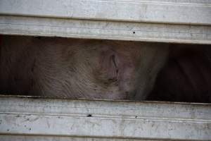 Pig inside of Transport Truck - Photos taken at vigil at Benalla, where pigs were seen being unloaded from a transport truck into the slaughterhouse, one of the pig slaughterhouses which use carbon dioxide stunning in Victoria. - Captured at Benalla Abattoir, Benalla VIC Australia.