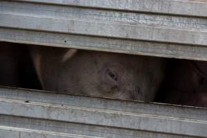 Pig inside of Transport Truck - Photos taken at vigil at Benalla, where pigs were seen being unloaded from a transport truck into the slaughterhouse, one of the pig slaughterhouses which use carbon dioxide stunning in Victoria. - Captured at Benalla Abattoir, Benalla VIC Australia.