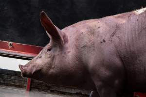 Pig inside of Transport Truck - Photos taken at vigil at Benalla, where pigs were seen being unloaded from a transport truck into the slaughterhouse, one of the pig slaughterhouses which use carbon dioxide stunning in Victoria. - Captured at Benalla Abattoir, Benalla VIC Australia.