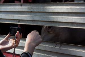 Activist Filming Pigs - Photos taken at vigil at Benalla, where pigs were seen being unloaded from a transport truck into the slaughterhouse, one of the pig slaughterhouses which use carbon dioxide stunning in Victoria. - Captured at Benalla Abattoir, Benalla VIC Australia.