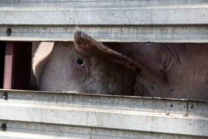 Pigs inside of Transport Truck - Photos taken at vigil at Benalla, where pigs were seen being unloaded from a transport truck into the slaughterhouse, one of the pig slaughterhouses which use carbon dioxide stunning in Victoria. - Captured at Benalla Abattoir, Benalla VIC Australia.