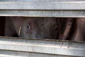 Pigs inside of Transport Truck - Photos taken at vigil at Benalla, where pigs were seen being unloaded from a transport truck into the slaughterhouse, one of the pig slaughterhouses which use carbon dioxide stunning in Victoria. - Captured at Benalla Abattoir, Benalla VIC Australia.