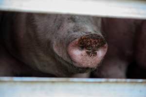 Pig inside of Transport Truck - Photos taken at vigil at Benalla, where pigs were seen being unloaded from a transport truck into the slaughterhouse, one of the pig slaughterhouses which use carbon dioxide stunning in Victoria. - Captured at Benalla Abattoir, Benalla VIC Australia.