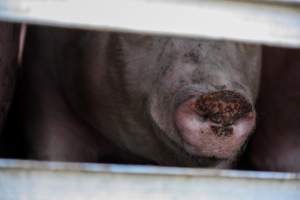 Pig inside of Transport Truck - Photos taken at vigil at Benalla, where pigs were seen being unloaded from a transport truck into the slaughterhouse, one of the pig slaughterhouses which use carbon dioxide stunning in Victoria. - Captured at Benalla Abattoir, Benalla VIC Australia.