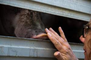 Pig inside of Transport Truck - Photos taken at vigil at Benalla, where pigs were seen being unloaded from a transport truck into the slaughterhouse, one of the pig slaughterhouses which use carbon dioxide stunning in Victoria. - Captured at Benalla Abattoir, Benalla VIC Australia.