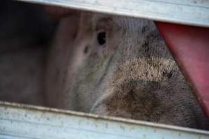 Pig inside of Transport Truck - Photos taken at vigil at Benalla, where pigs were seen being unloaded from a transport truck into the slaughterhouse, one of the pig slaughterhouses which use carbon dioxide stunning in Victoria. - Captured at Benalla Abattoir, Benalla VIC Australia.