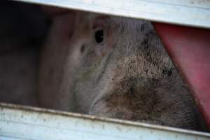 Pig inside of Transport Truck - Photos taken at vigil at Benalla, where pigs were seen being unloaded from a transport truck into the slaughterhouse, one of the pig slaughterhouses which use carbon dioxide stunning in Victoria. - Captured at Benalla Abattoir, Benalla VIC Australia.