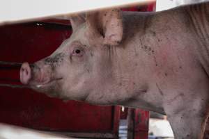 Pig inside of Transport Truck - Photos taken at vigil at Benalla, where pigs were seen being unloaded from a transport truck into the slaughterhouse, one of the pig slaughterhouses which use carbon dioxide stunning in Victoria. - Captured at Benalla Abattoir, Benalla VIC Australia.