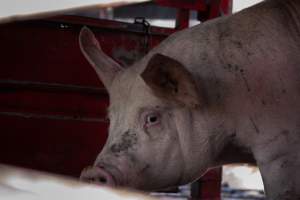 Pig inside of Transport Truck - Photos taken at vigil at Benalla, where pigs were seen being unloaded from a transport truck into the slaughterhouse, one of the pig slaughterhouses which use carbon dioxide stunning in Victoria. - Captured at Benalla Abattoir, Benalla VIC Australia.