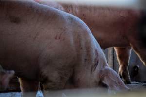 Pigs inside of Transport Truck - Photos taken at vigil at Benalla, where pigs were seen being unloaded from a transport truck into the slaughterhouse, one of the pig slaughterhouses which use carbon dioxide stunning in Victoria. - Captured at Benalla Abattoir, Benalla VIC Australia.