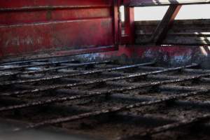 Floor of Transport Truck - Photos taken at vigil at Benalla, where pigs were seen being unloaded from a transport truck into the slaughterhouse, one of the pig slaughterhouses which use carbon dioxide stunning in Victoria. - Captured at Benalla Abattoir, Benalla VIC Australia.