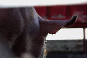 Pig inside of Transport Truck - Photos taken at vigil at Benalla, where pigs were seen being unloaded from a transport truck into the slaughterhouse, one of the pig slaughterhouses which use carbon dioxide stunning in Victoria. - Captured at Benalla Abattoir, Benalla VIC Australia.