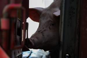 Pig attempting to get back into Transport Truck - Photos taken at vigil at Benalla, where pigs were seen being unloaded from a transport truck into the slaughterhouse, one of the pig slaughterhouses which use carbon dioxide stunning in Victoria. - Captured at Benalla Abattoir, Benalla VIC Australia.