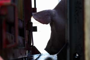 Pig attempting to get back into Transport Truck - Photos taken at vigil at Benalla, where pigs were seen being unloaded from a transport truck into the slaughterhouse, one of the pig slaughterhouses which use carbon dioxide stunning in Victoria. - Captured at Benalla Abattoir, Benalla VIC Australia.