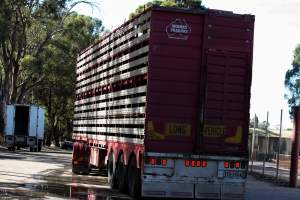 Transport Truck outside of Benalla - Photos taken at vigil at Benalla, where pigs were seen being unloaded from a transport truck into the slaughterhouse, one of the pig slaughterhouses which use carbon dioxide stunning in Victoria. - Captured at Benalla Abattoir, Benalla VIC Australia.