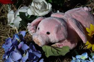 Memorial outside of Midland Bacon - Photos taken outside Midland Bacon, where activists were asking for the release of Olivia, a mother sow who was sexually assaulted while confined in a farrowing crate. - Captured at Midland Bacon, Carag Carag VIC Australia.