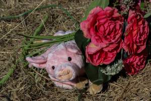 Memorial outside of Midland Bacon - Photos taken outside Midland Bacon, where activists were asking for the release of Olivia, a mother sow who was sexually assaulted while confined in a farrowing crate. - Captured at Midland Bacon, Carag Carag VIC Australia.