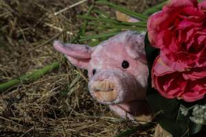 Memorial outside of Midland Bacon - Photos taken outside Midland Bacon, where activists were asking for the release of Olivia, a mother sow who was sexually assaulted while confined in a farrowing crate. - Captured at Midland Bacon, Carag Carag VIC Australia.