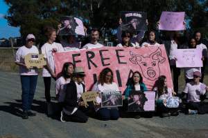 Animals Activists asking for the release of Olivia - Photos taken outside Midland Bacon, where activists were asking for the release of Olivia, a mother sow who was sexually assaulted while confined in a farrowing crate. - Captured at Midland Bacon, Carag Carag VIC Australia.
