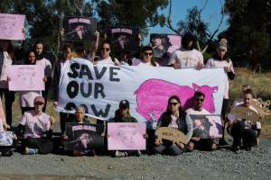 Animals Activists asking for the release of Olivia - Photos taken outside Midland Bacon, where activists were asking for the release of Olivia, a mother sow who was sexually assaulted while confined in a farrowing crate. - Captured at Midland Bacon, Carag Carag VIC Australia.